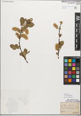 Foto von Salix myrsinifolia Salisb.